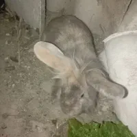 خرگوش لپ نر بالغ