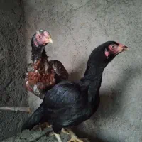 فروش دو عدد مرغ لاری سالم