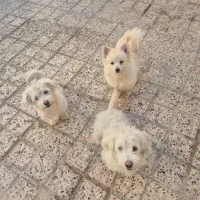 سگ پامر وشیتزو پا کوتاه نر|سگ|مشهد, جاهد شهر|دیوار