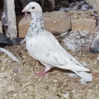 ماده سار