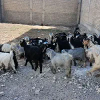 بزو بیگ جوان