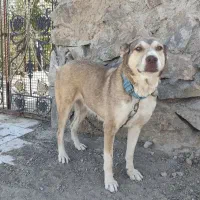 سگ ماده سرابی|سگ|قم, شاه ابراهیم|دیوار