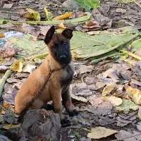 فروش توله مالینوز پدر و مادر وارداتی.