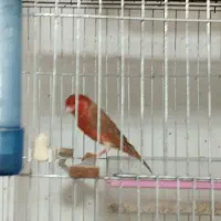 قناری دونسته