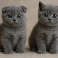 بهترین گربه های شیراز نژاد اسکاتیش( اصیل)