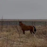 اسب نریان ۲ساله