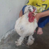 سلطان خروس ها خروس پاپر مو فرفری بفروش می رسد .|حیوانات مزرعه|دهدشت, |دیوار