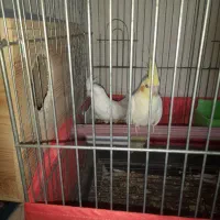 عروس هلندی وفنج