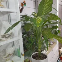 گل و گل آپارتمانی|گل و گیاه طبیعی|کاشمر, |دیوار