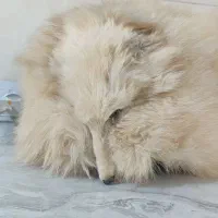 کلاه روسی (کت پوست)|لباس|پرند, فاز ۴|دیوار