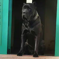 کن کورسو ،سگی ایتالیایی ،قدرتمند، باهوش