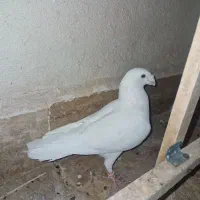 کبوتر هومر یا کله اسبی|پرنده|پرند, فاز ۴|دیوار