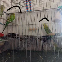 مرغ عشق با جوجه