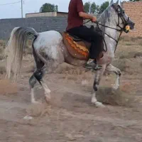 اسب نریان