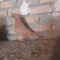 کبوتر زرد با دمی|پرنده|بروجرد, |دیوار