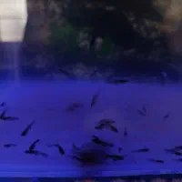 بچه ماهی گوپی