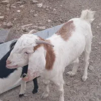 سه راس گوسفند درجه یک