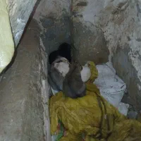 توله تازی یاهمون سگ شکاری