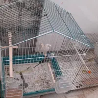 مرغ عشق جفت نرو ماده جوجه هم داره|پرنده|ری, علایین|دیوار