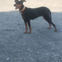 حیوان مزرعه