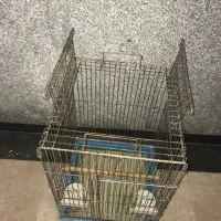 قفس پرنده .عروس هلندی.قناری|پرنده|اردبیل, |دیوار