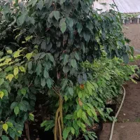 گل و گیاه آپارتمانی|گل و گیاه طبیعی|شیرود, |دیوار