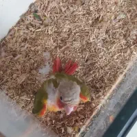 جوجه گرینچیک ملنگو راهب