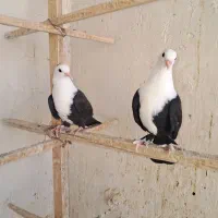 کفتر جوجه کربلایی