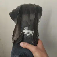 کبوتر نر و ماده|پرنده|سنندج, |دیوار