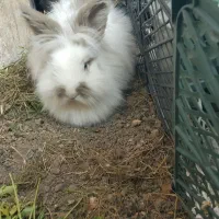 خرگوش هلندی یک نر و یک ماده|موش و خرگوش|اردبیل, |دیوار