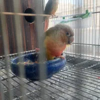 طوطی گیرینچیک|پرنده|هشتگرد, شهرک صنعتی هشتگرد|دیوار