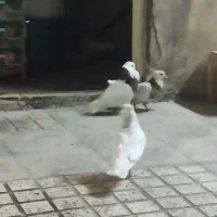 دو جفت طوقی  پرشی