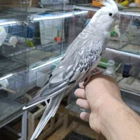 پرنده های زینتی پویا در مهاباد|پرنده|مهاباد (آذربایجان غربی), |دیوار