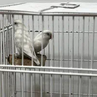 جفت عروس هلندی و کوتوله|پرنده|زرند, |دیوار