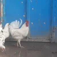 گلین