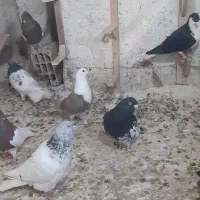 تعدادی کبوتر نرو ماده|پرنده|شیروان (خراسان), |دیوار