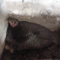 بوقلمون ماده کرچ یا کرک درشت و سنگین