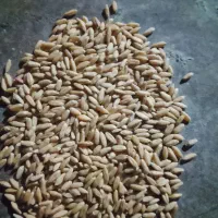 50 عدد سبوس گندم سنندج