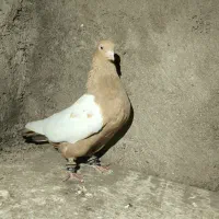 کبوتر|پرنده|شوشتر, |دیوار