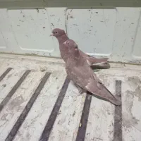 کفتر سینه ای|پرنده|جویم, |دیوار