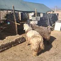 میش بره نر|حیوانات مزرعه|پاسارگاد, |دیوار