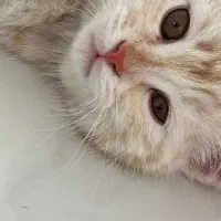 گربه اسکاتیش انفولد|گربه|مشهد, کوثر|دیوار