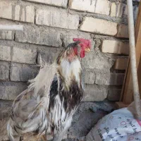 مرغ خروس نیمچه گلین|حیوانات مزرعه|اصفهان, باغ فردوس|دیوار