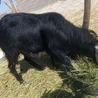 گوسفند تروشت