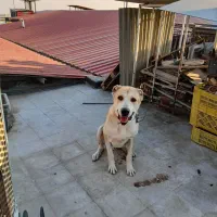 سگ الابای|سگ|رباطکریم, شهرک صنعتی نصیرآباد|دیوار