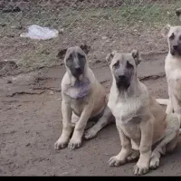 سرپرستی قبول میکنم مطالعه کنید