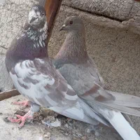 کبوتر پرشی و گره