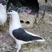 کفتر  شهری چپ