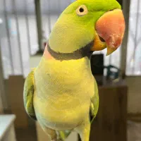 شاه طوطی دستی مولد