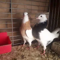 طوقی و هما سرور بعدازظهری بشرط
